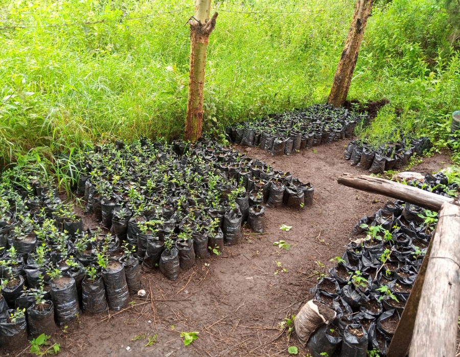 Kajiado Tree Planting Mark Hankins