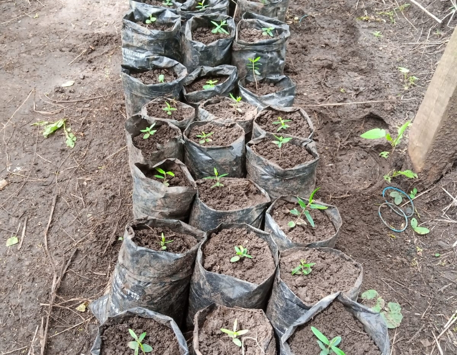 Kajiado Tree Planting Mark Hankins